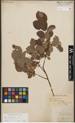Foto von Salix starkeana Willd.